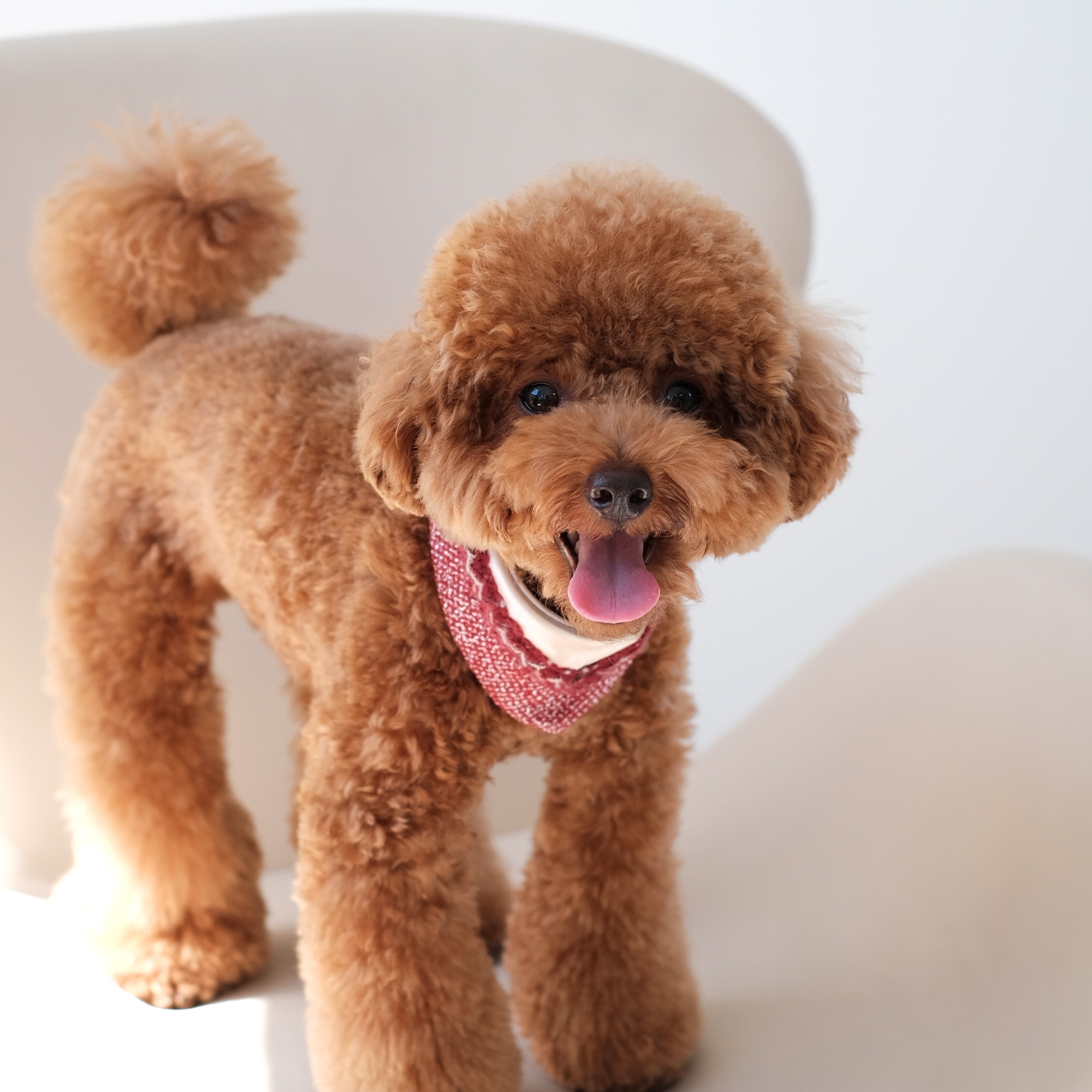 PuriPuri® 寵物領巾 - 火樹煙花