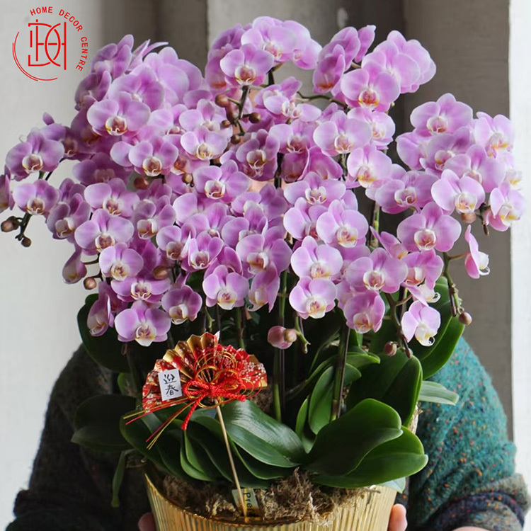 日本蝴蝶蘭-優雅 N26-065-051