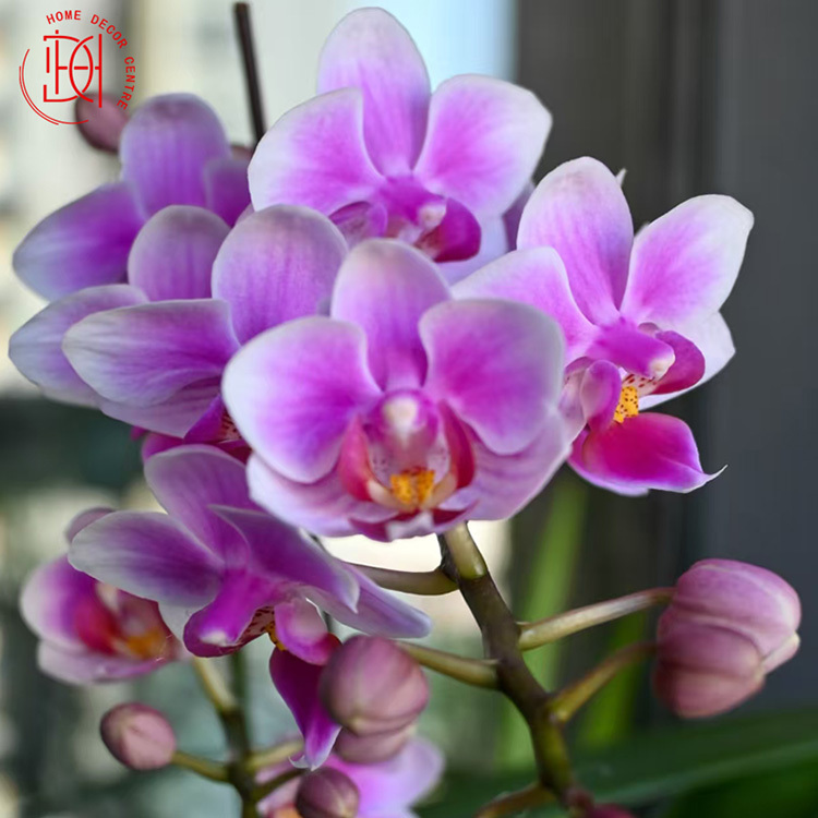 日本蝴蝶蘭-春美 N26-065-053