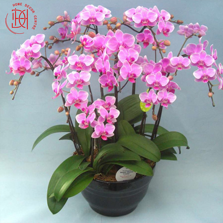 日本蝴蝶蘭-迷迪8號7梗花 N2-0656-050