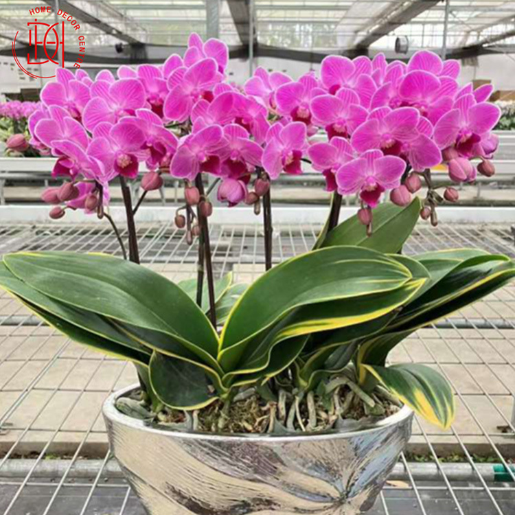 日本蝴蝶蘭-迷迪金銀船 N26-065-049