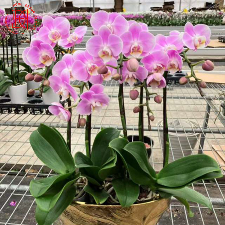 日本蝴蝶蘭-迷迪金銀船 N26-065-049