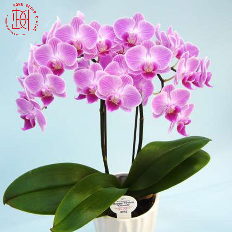 日本蝴蝶蘭-迷迪4號雙梗花 N26-065-048