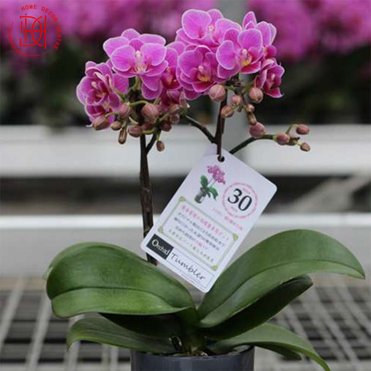 日本蝴蝶蘭-迷可 Ranto 吸水款 N26-065-047