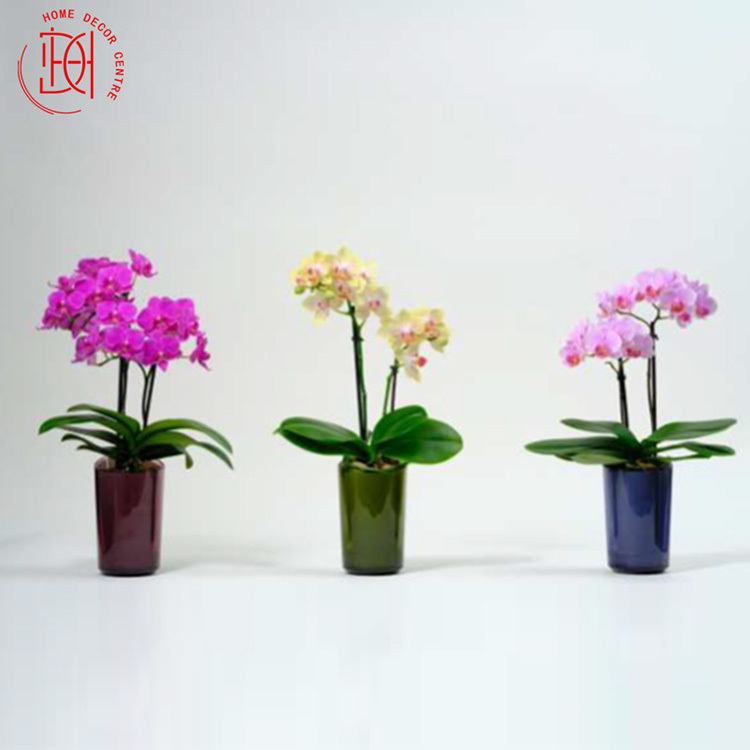 日本蝴蝶蘭-迷可 Ranto 吸水款 N26-065-047