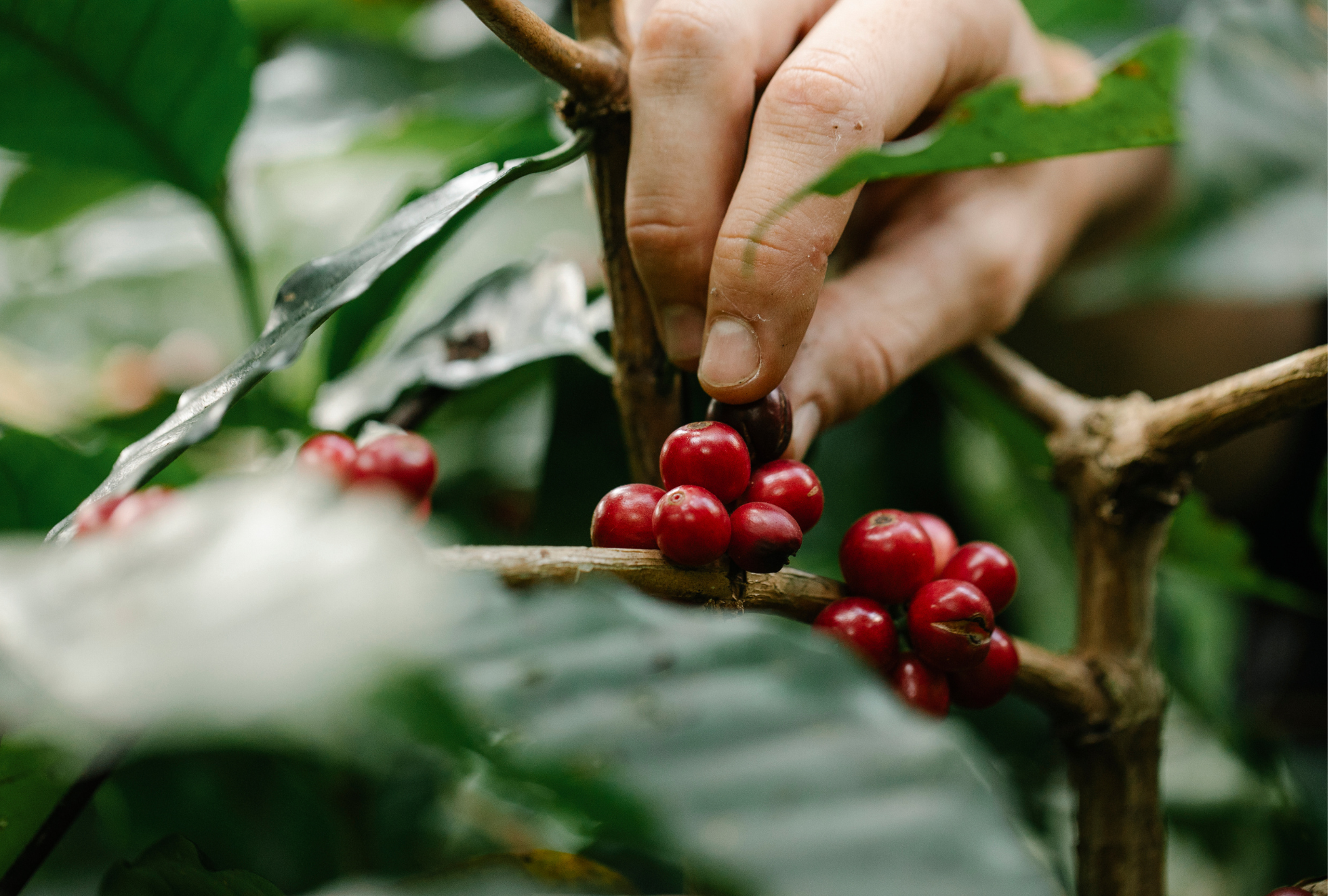 農業實踐的進化(Adaptation):品種改良的革命