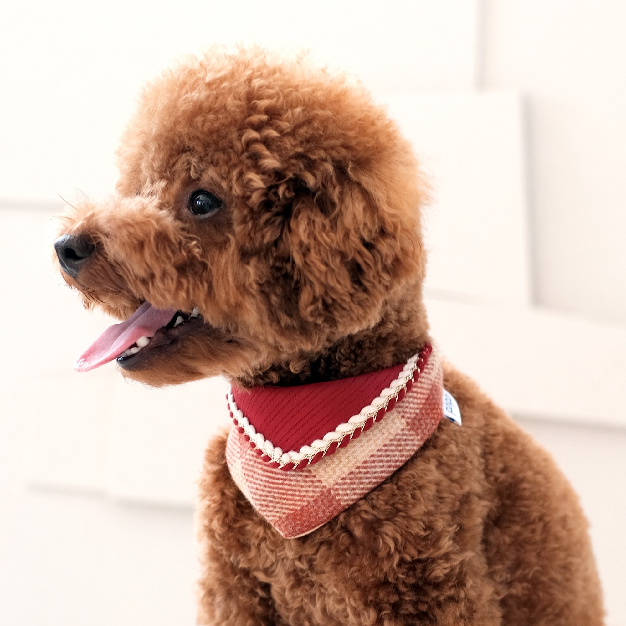PuriPuri® 寵物領巾 – 新年春結