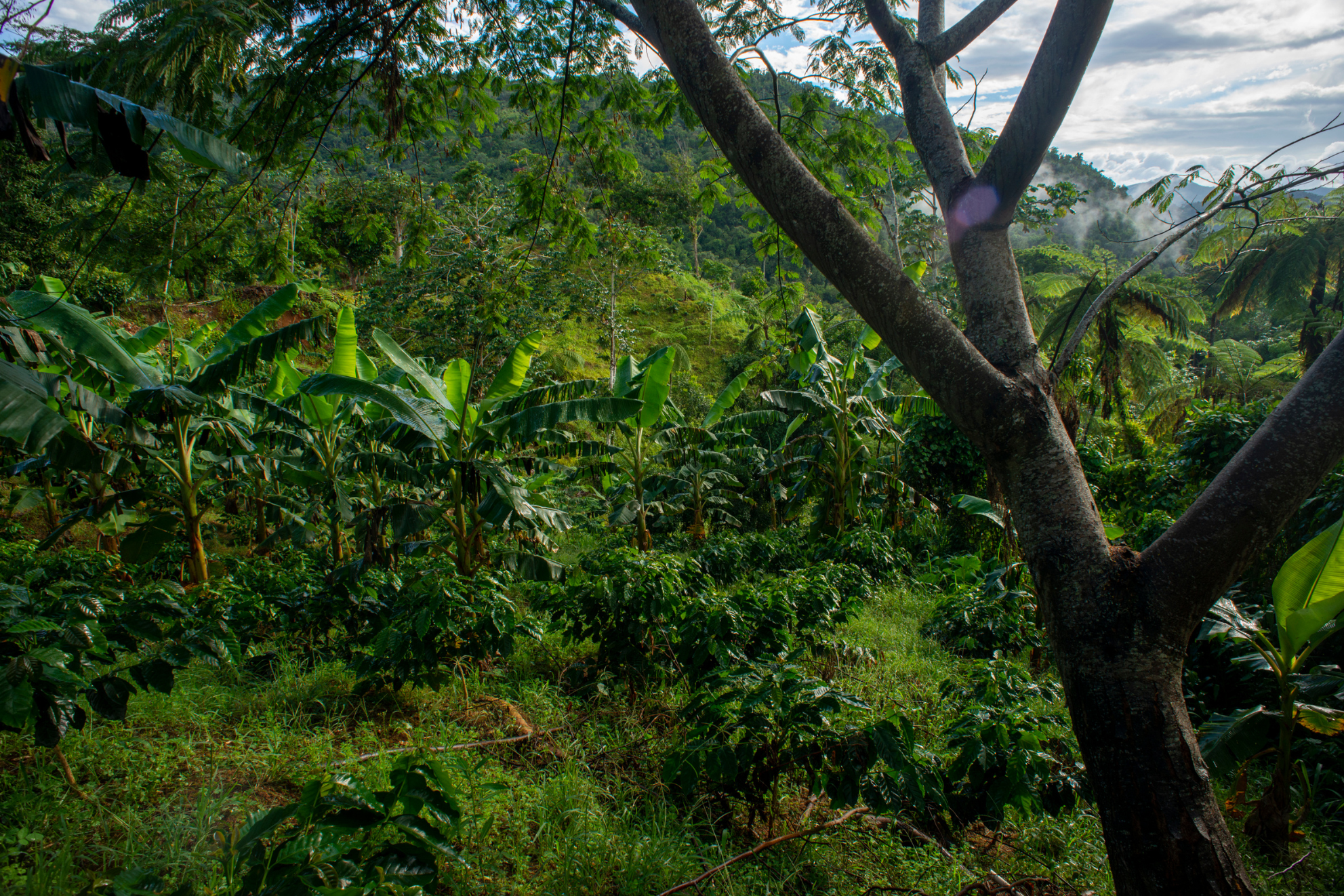 ■ 林下種植(Agroforestry):自然的空調系統