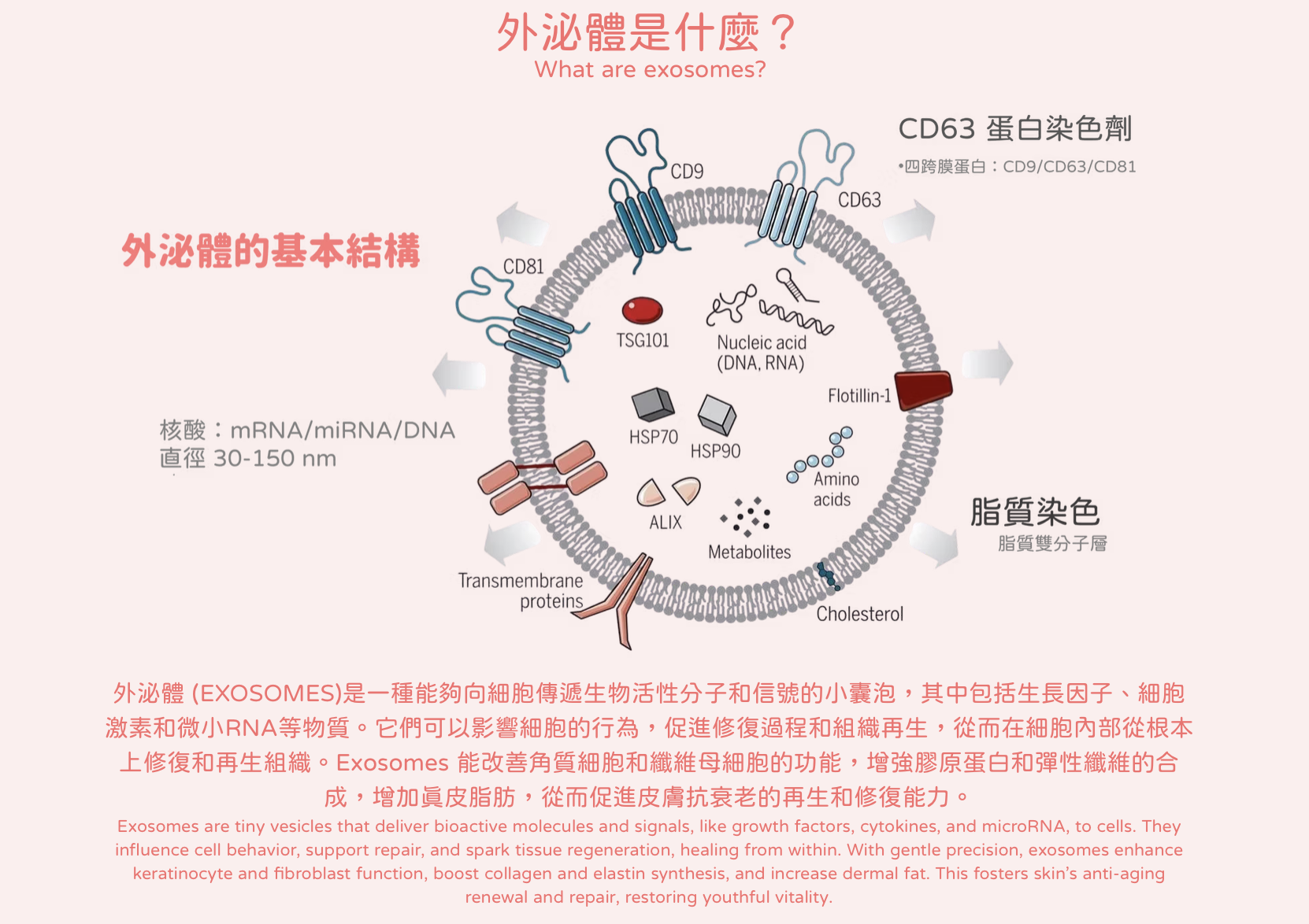 E50 Exosome 外泌體水光針 抗炎修復 醫美診所 外泌体水光针 抗炎修复 医美诊所
