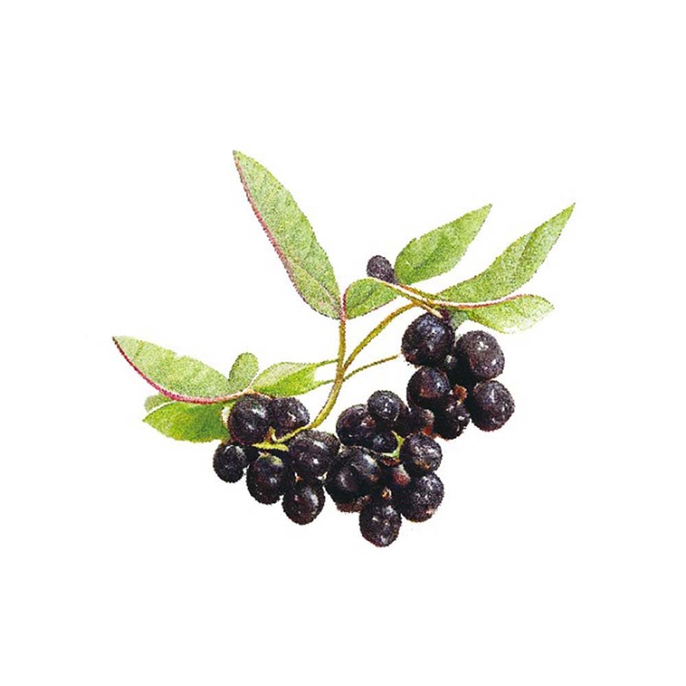 【格萊思美】接骨木苺·多醣體·D3益生菌 10粒