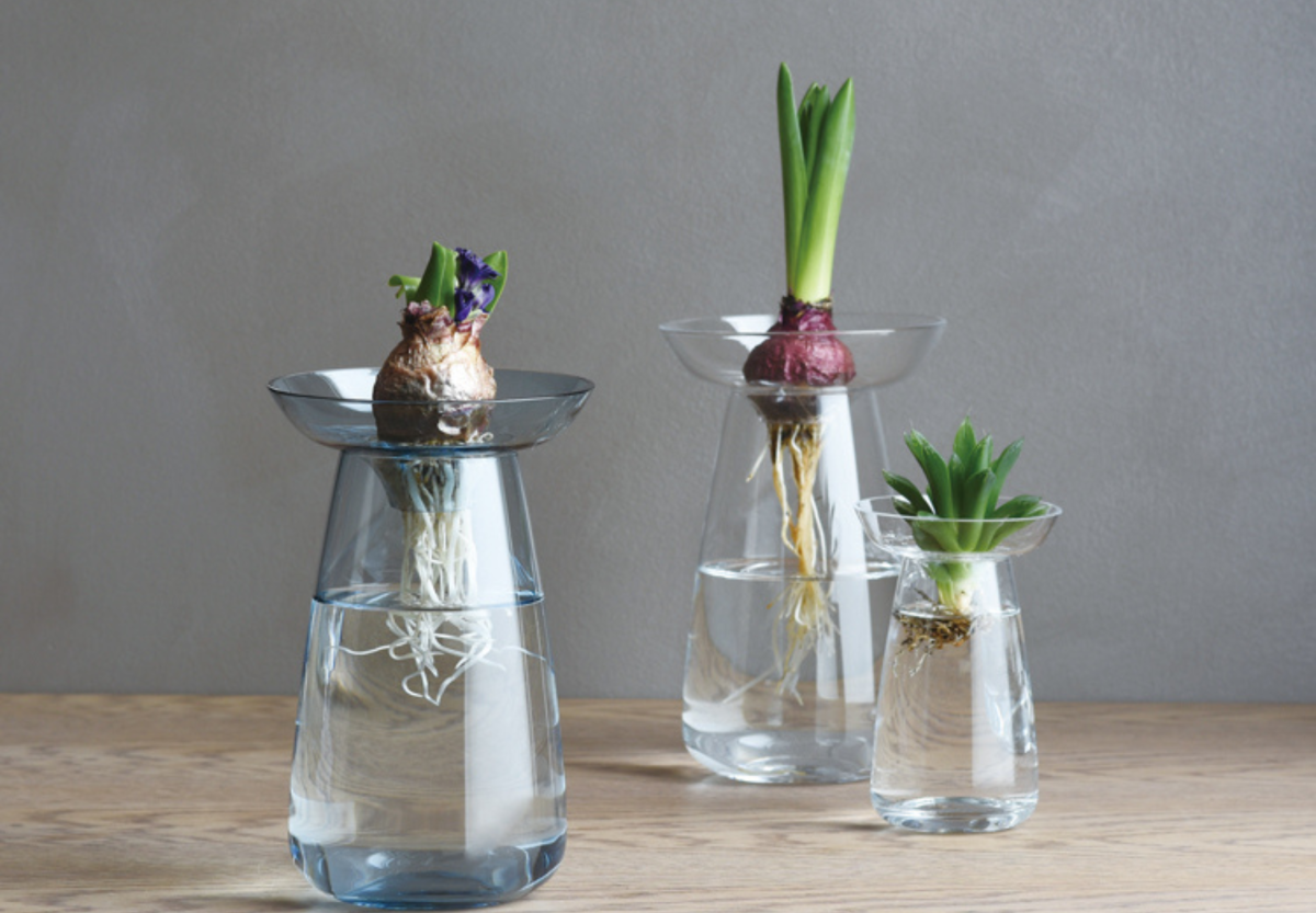 KINTO-AQUA CULTURE 玻璃花瓶，像培養皿般的觀賞感，可以沉浸在悠晃的植栽空間中。