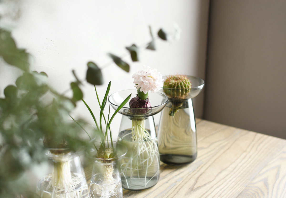 KINTO-AQUA CULTURE 玻璃花瓶，讓人能夠近距離觀察植物草葉的延伸，以及水中根葉的生長