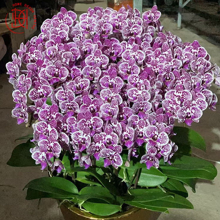 日本蝴蝶蘭-羅冰 N26-065-052