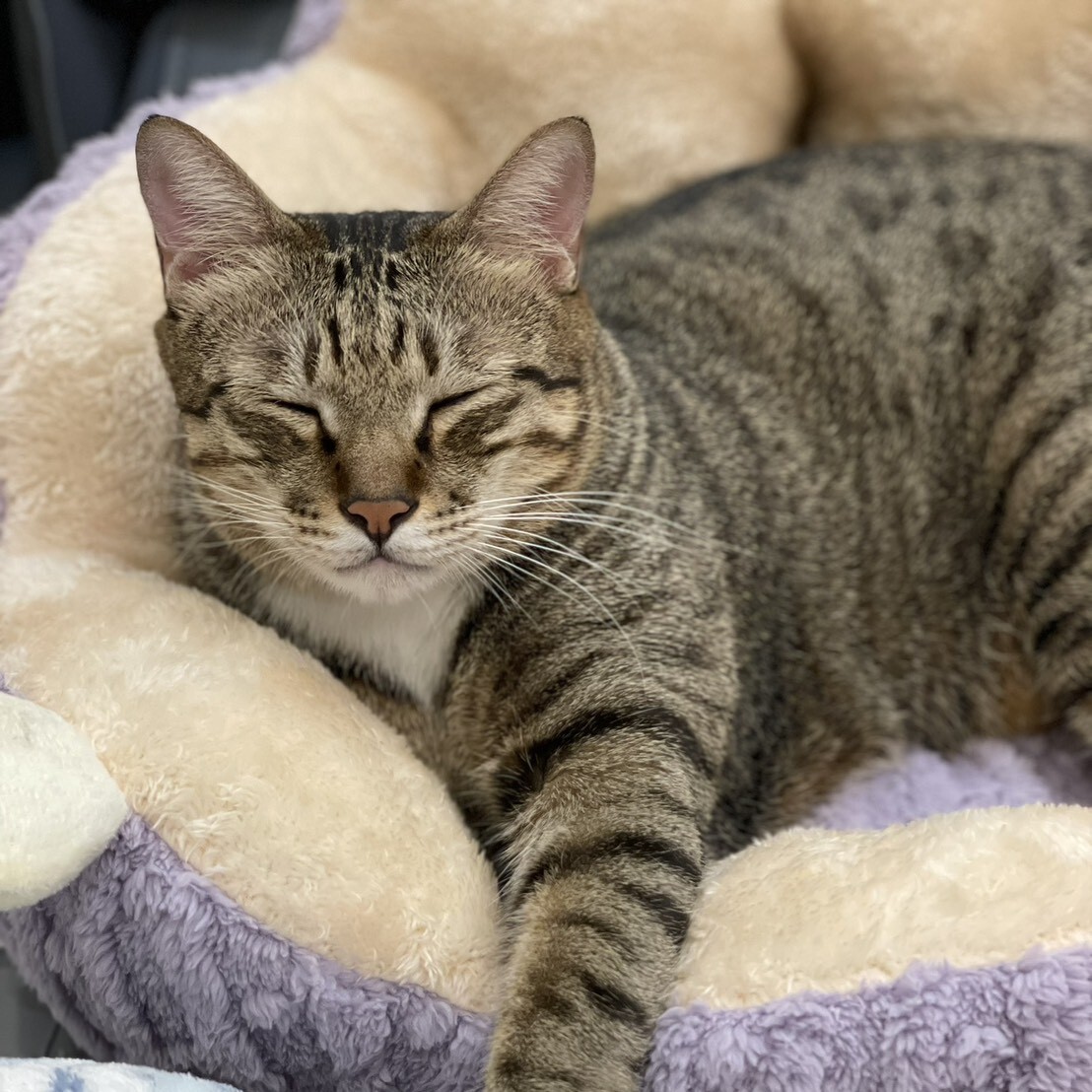 8.5KG胖胖貓都能睡💕仙人掌貓窩 貓咪睡窩 仙人掌毛絨寵物睡窩 寵物窩 寵物床 貓床 寵物睡窩 貓咪窩