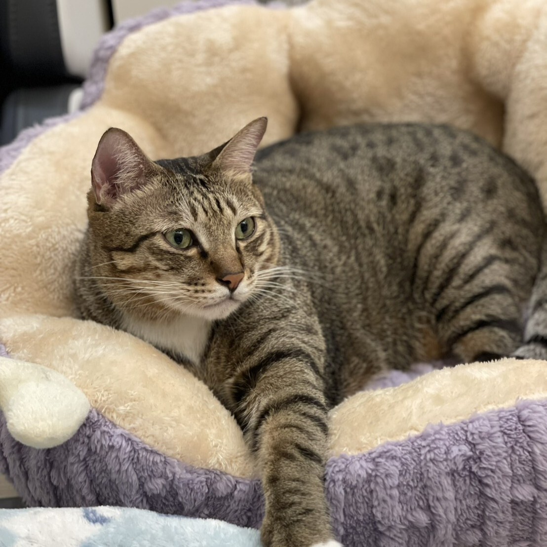 8.5KG胖胖貓都能睡💕仙人掌貓窩 貓咪睡窩 仙人掌毛絨寵物睡窩 寵物窩 寵物床 貓床 寵物睡窩 貓咪窩