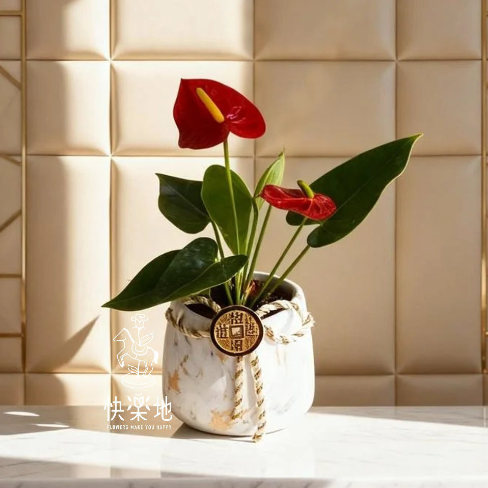 紅紅火火 I 火鶴花福盆 GF210220