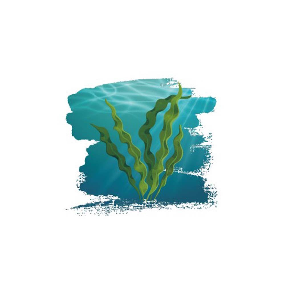 【格萊思美】褐藻醣膠 NMN酵母 60粒