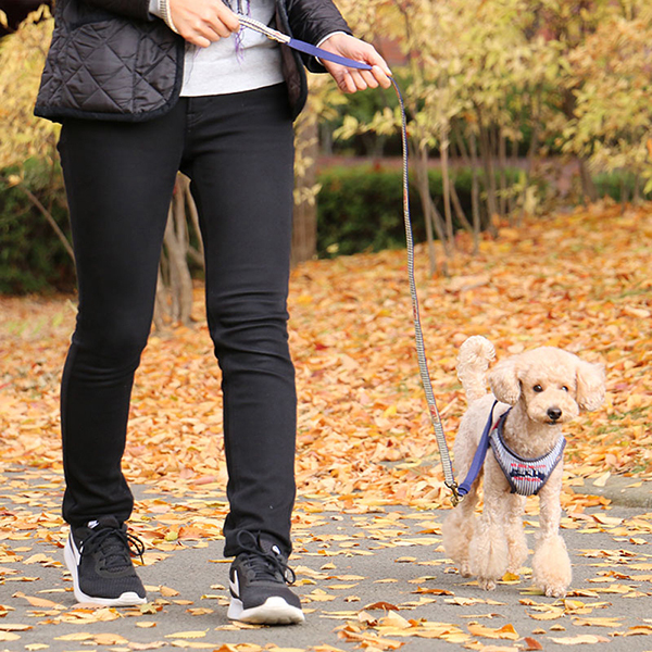 【PET PARADISE】  寵物牽繩-牛仔條紋藍 4S-3S