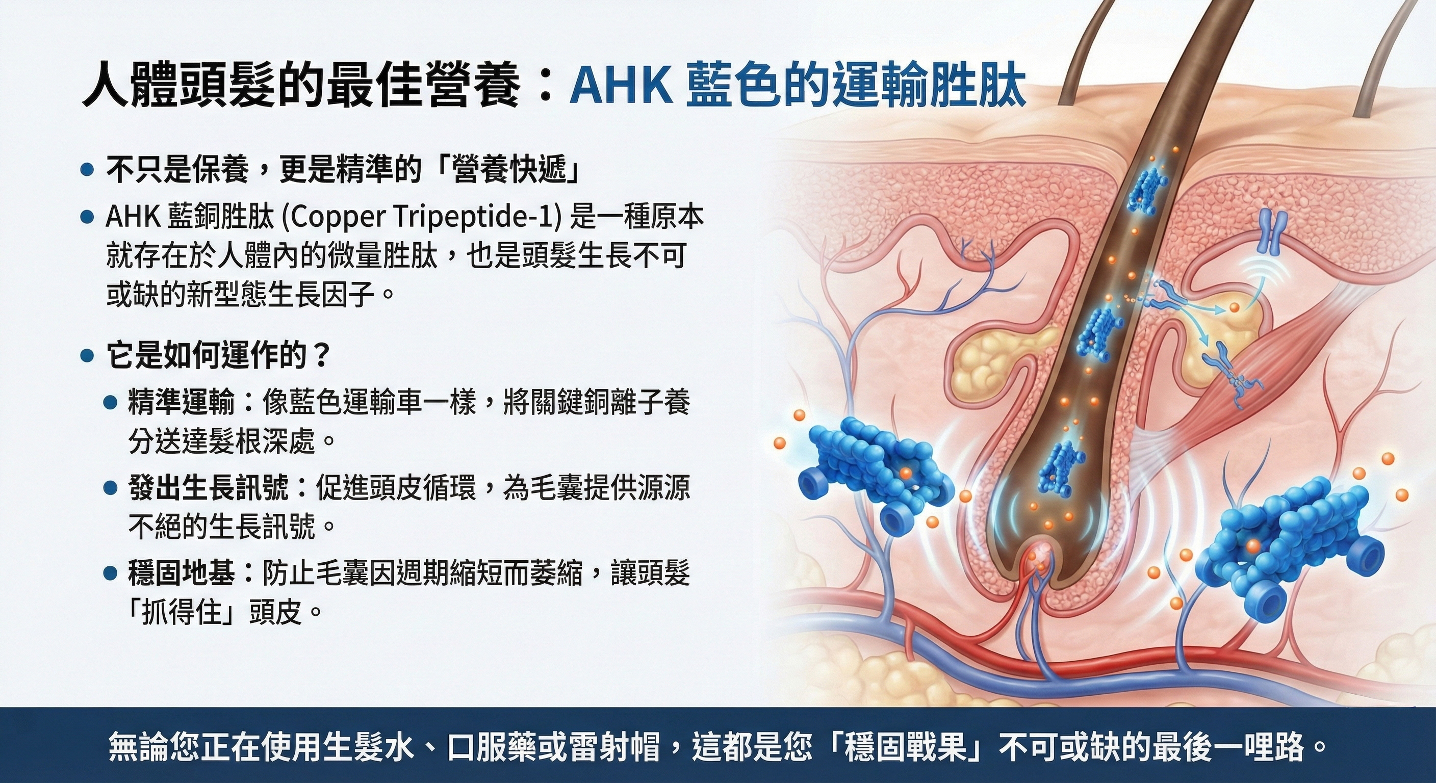 頭髮最佳營養AHK藍銅胜肽