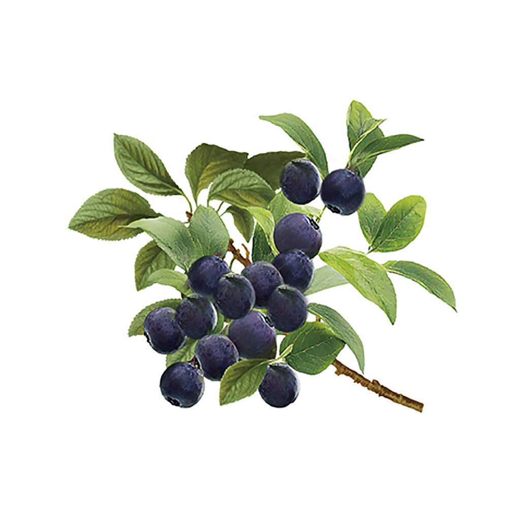 【格萊思美】接骨木莓 多醣體 D3益生菌 粉包 (30包)