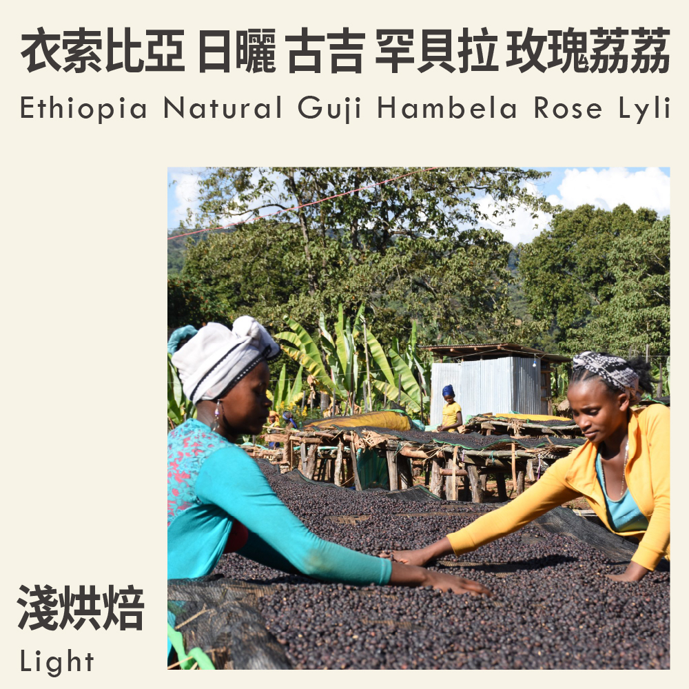 衣索比亞 日曬 古吉 罕貝拉 玫瑰荔荔