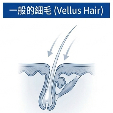一般的細毛 (Vellus Hair)