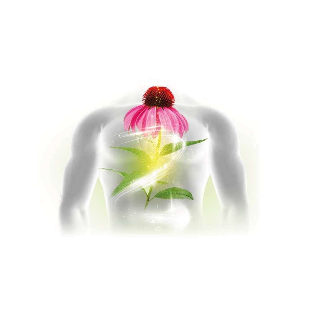 【格萊思美】 紫錐花·接骨木莓·甘草·草本精油粉末（18g／40g）