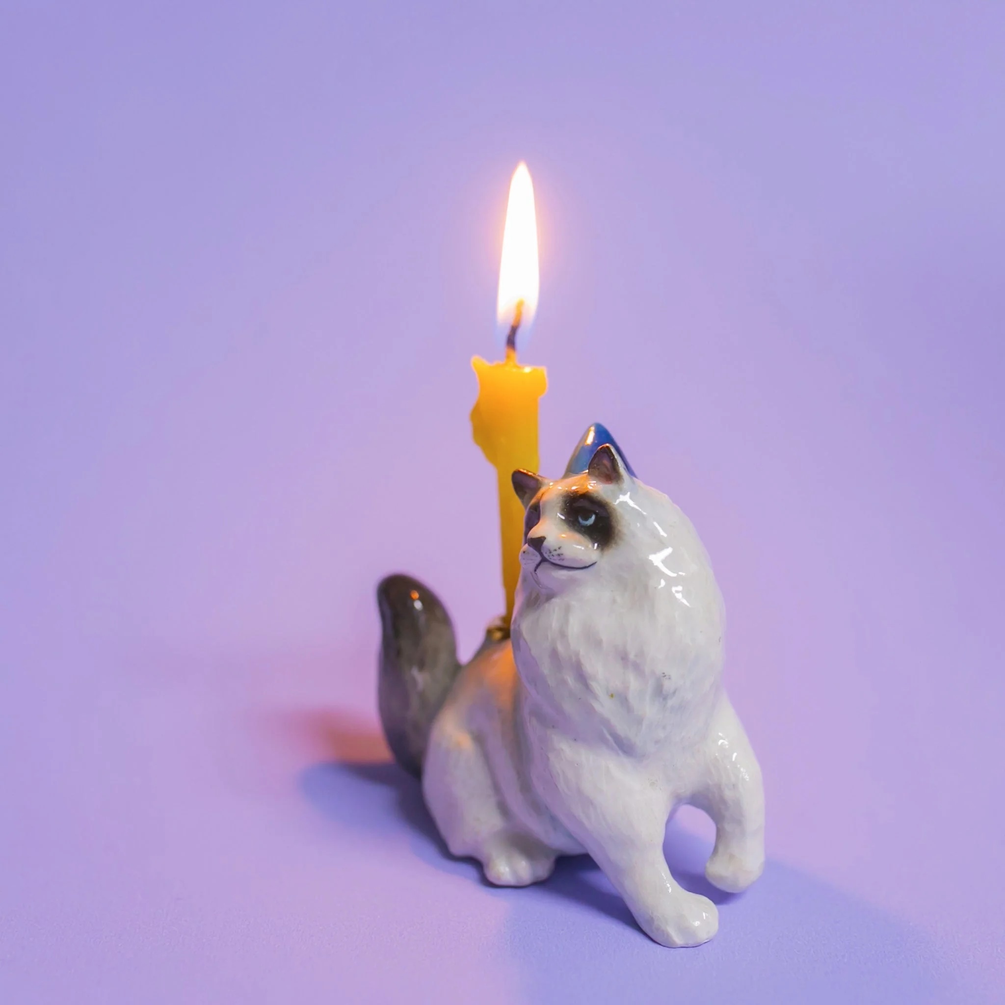 布偶貓 Ragdoll Cat