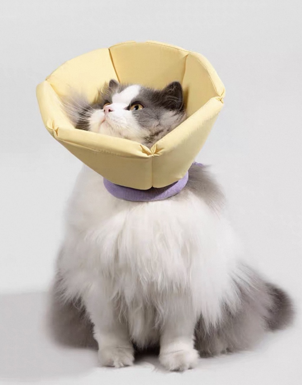 HIDREAM 宠物 花瓣形伊丽莎白圈 头套