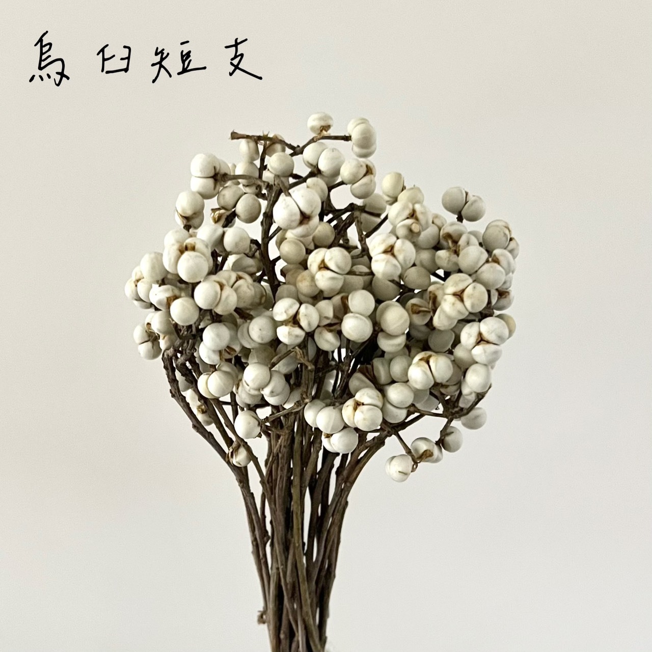 乾燥烏臼(短枝)