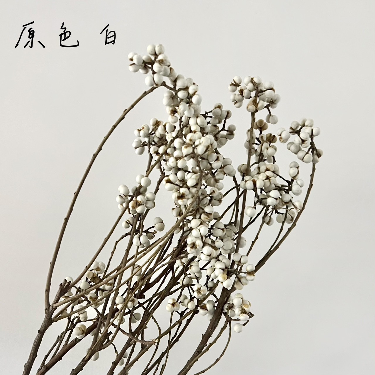 乾燥烏臼(長枝)