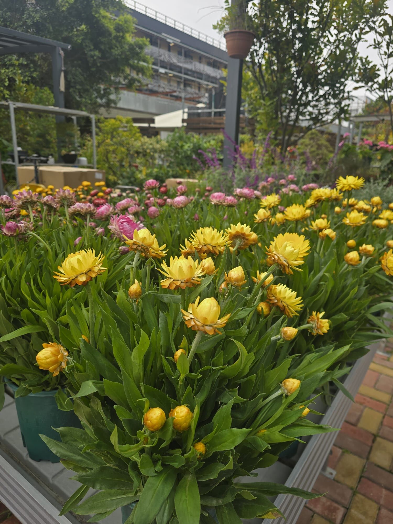 2加侖麥桿菊 260122-003