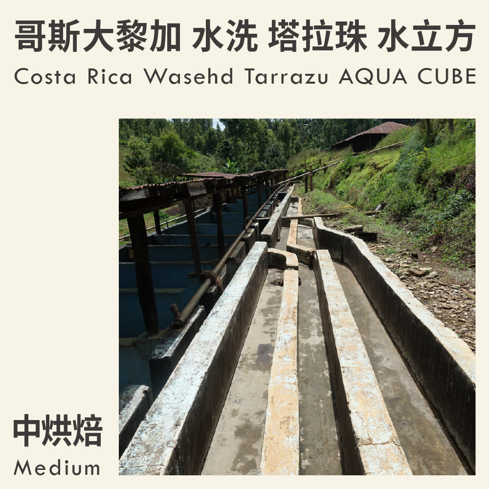 哥斯大黎加 水洗 塔拉珠 水立方