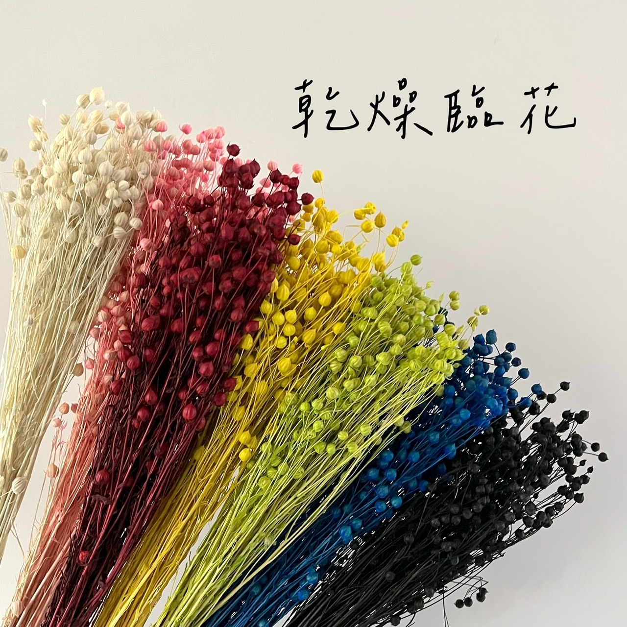 乾燥臨花(富貴豆)