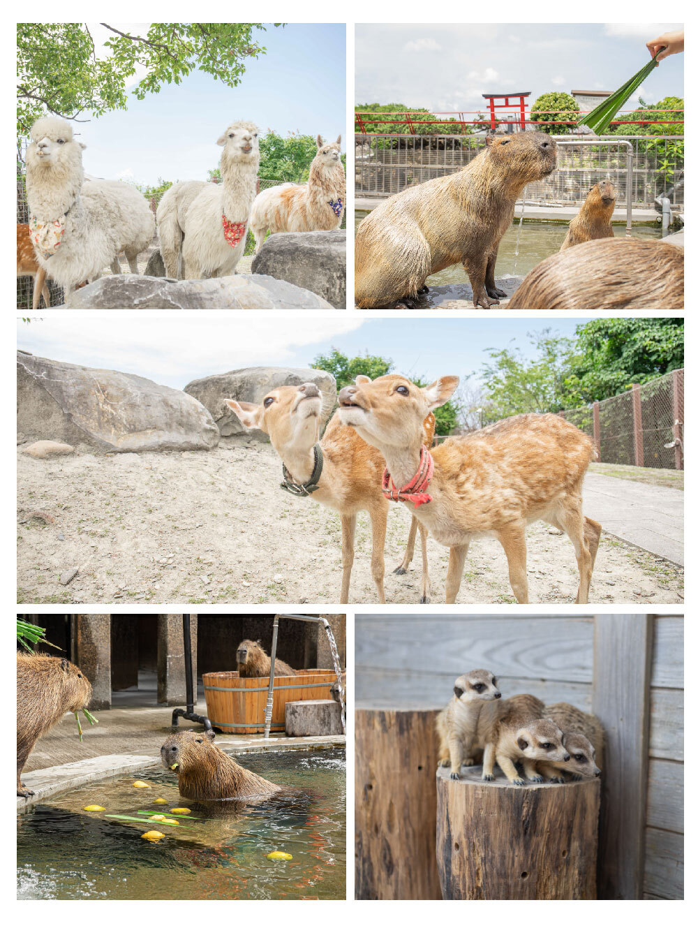 綠舞國際觀光飯店