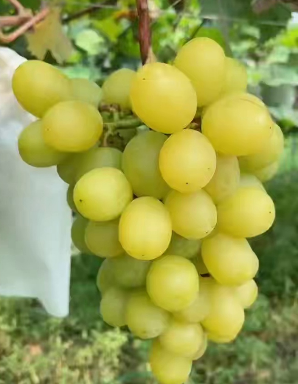 Local Grapes(400g/box)