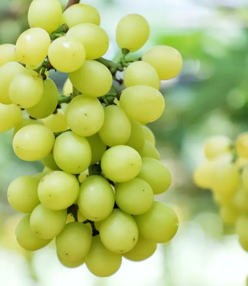 Local Grapes(400g/box)
