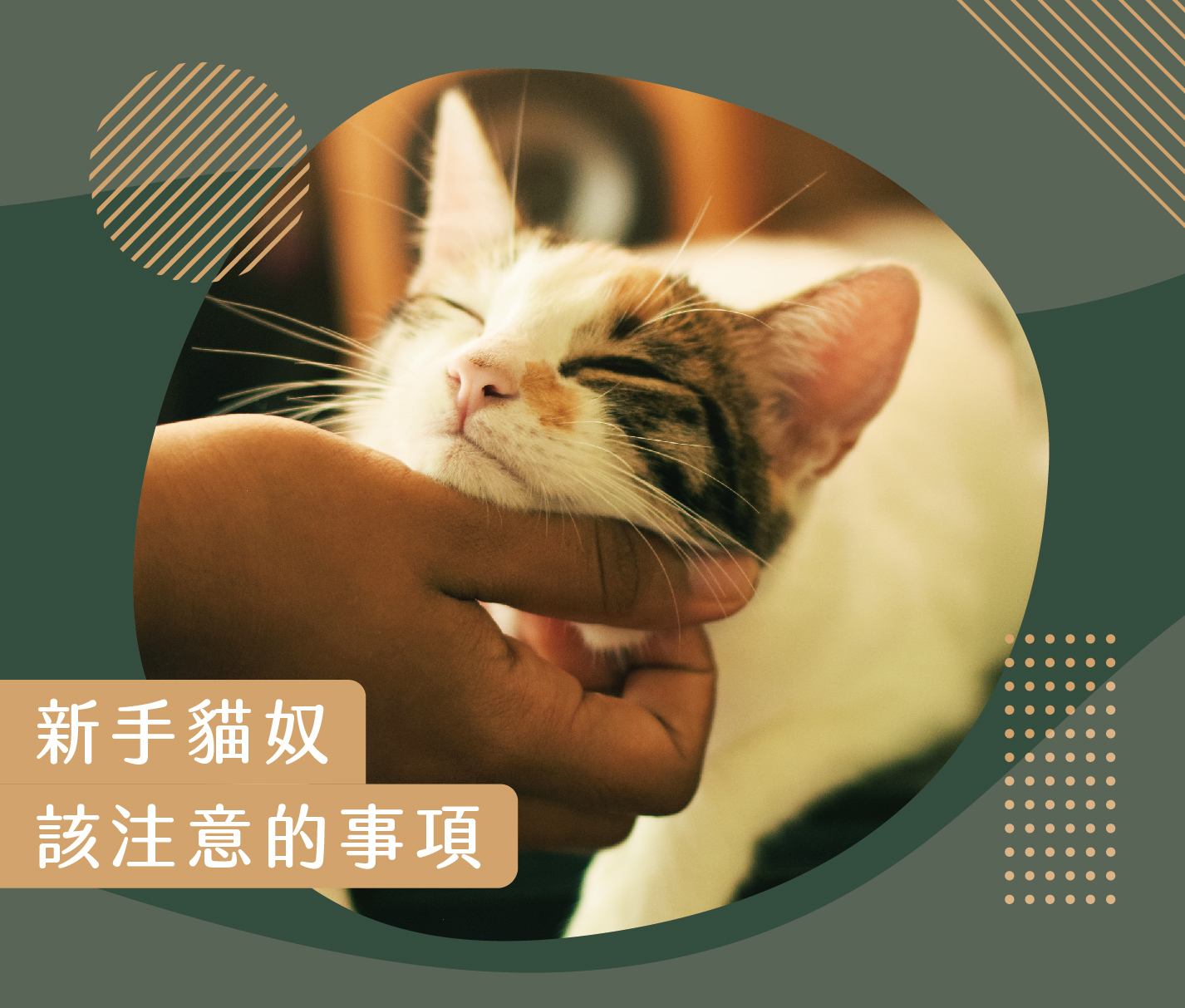 新手貓奴該注意的事項_1