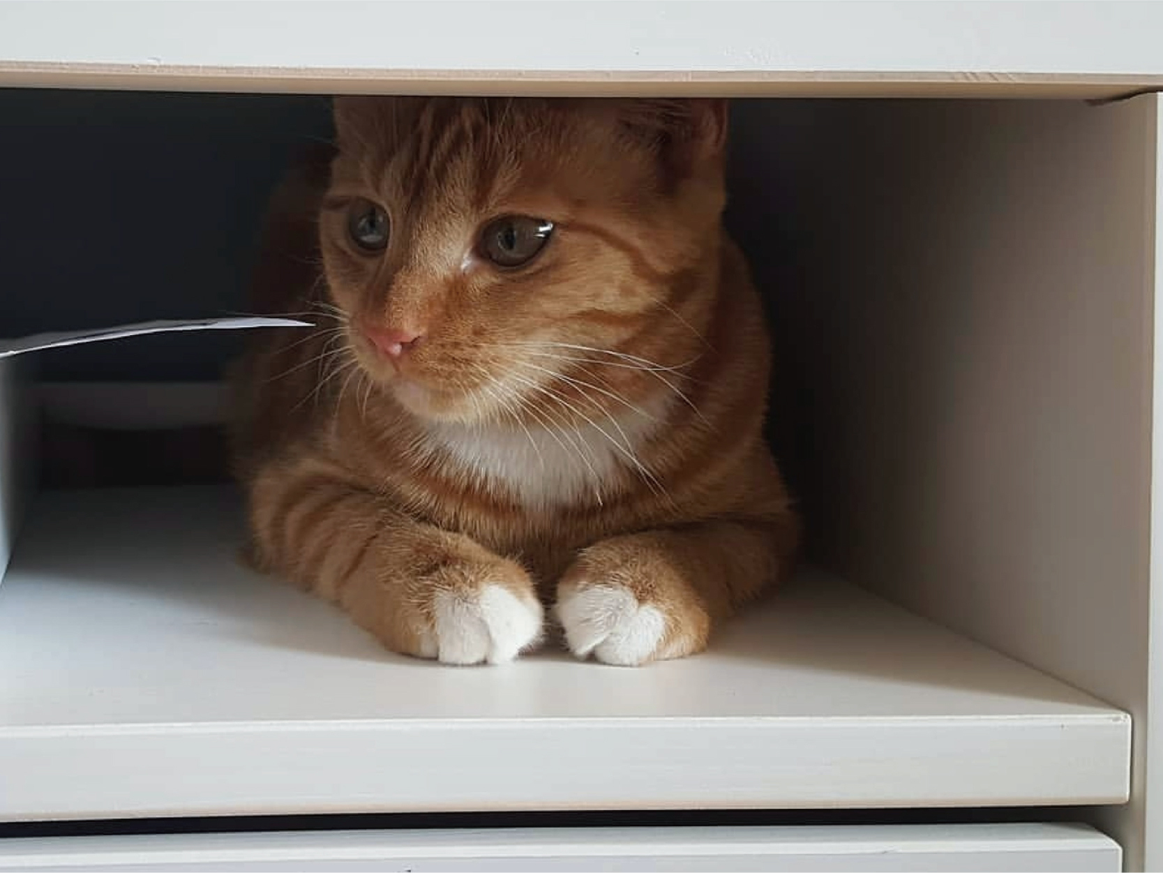 新手貓奴該注意的事項_3