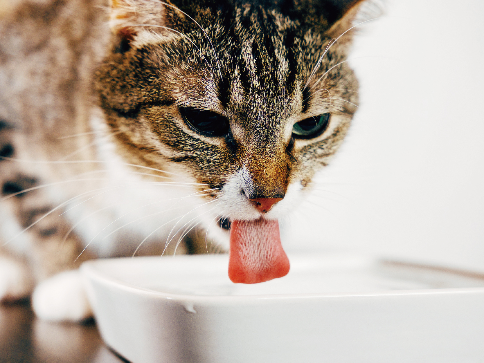 新手貓奴該注意的事項_5