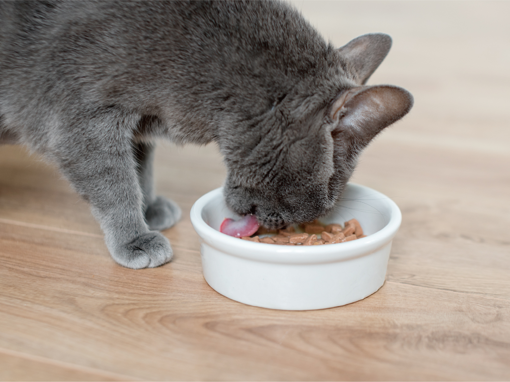 新手貓奴該注意的事項_4