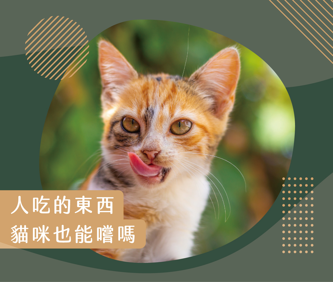 人吃的東西貓咪也能吃嗎