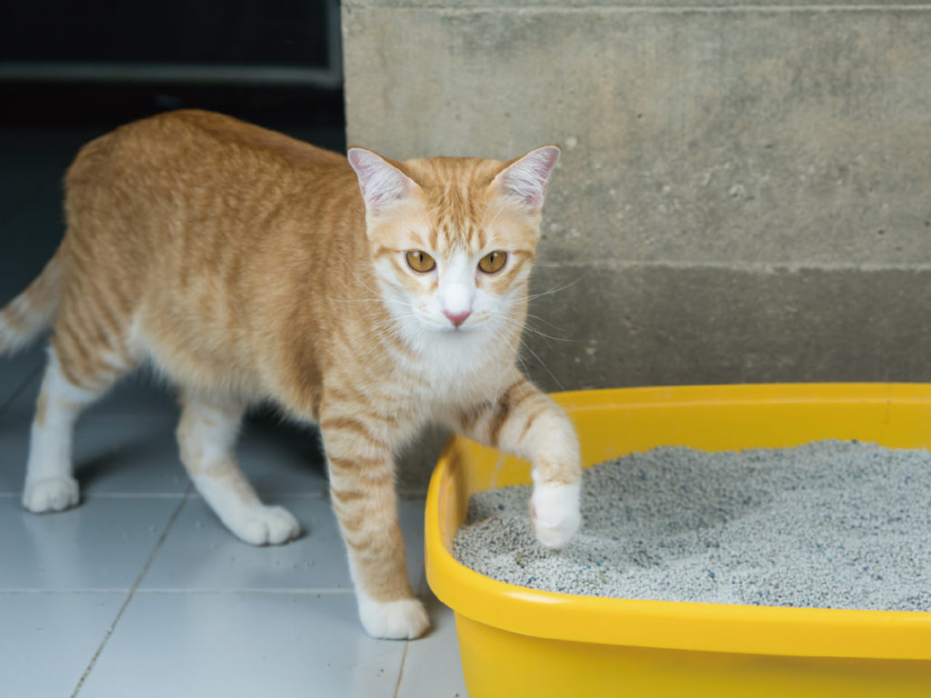 貓咪如廁次數