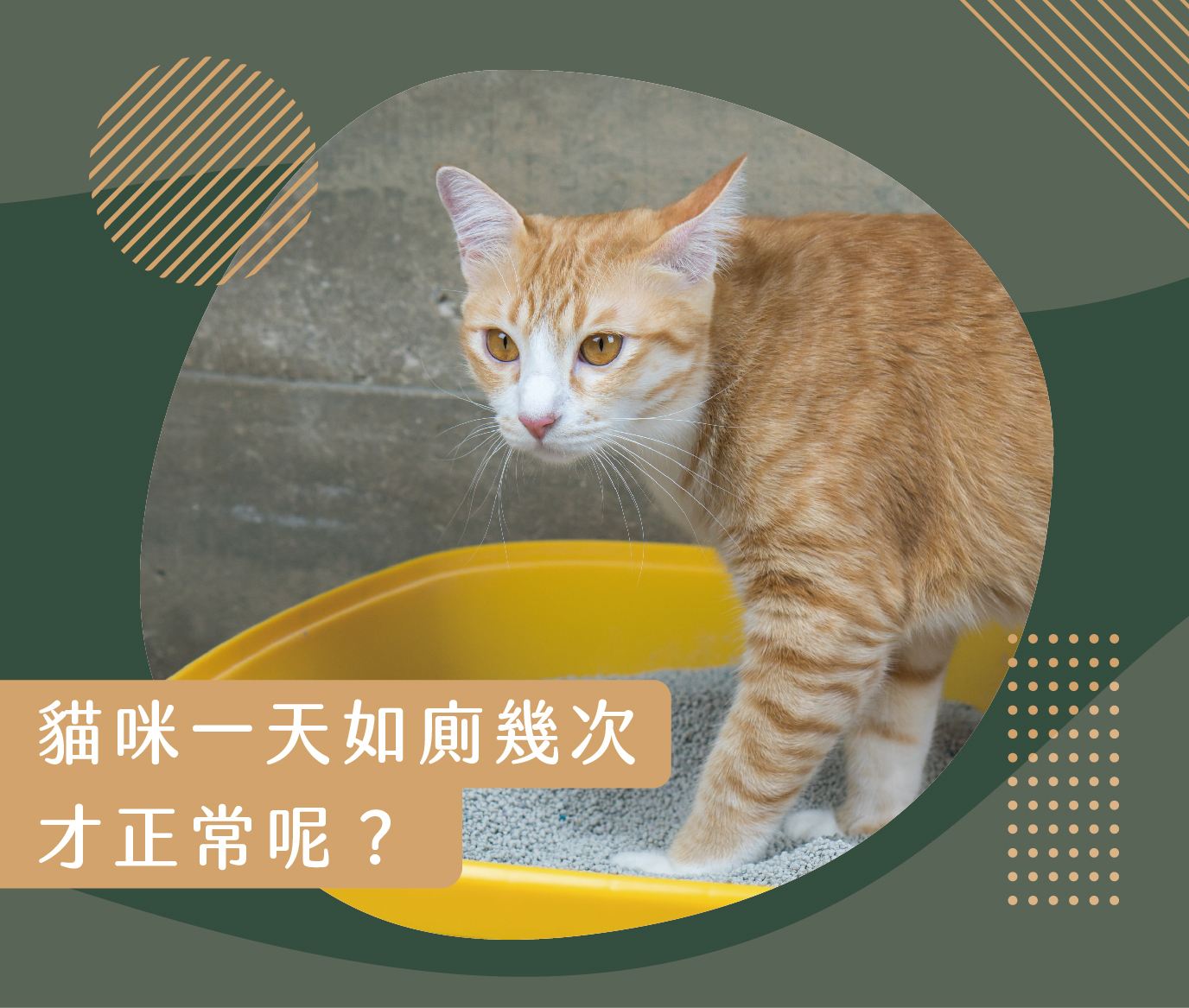 貓咪一天如廁幾次才正常