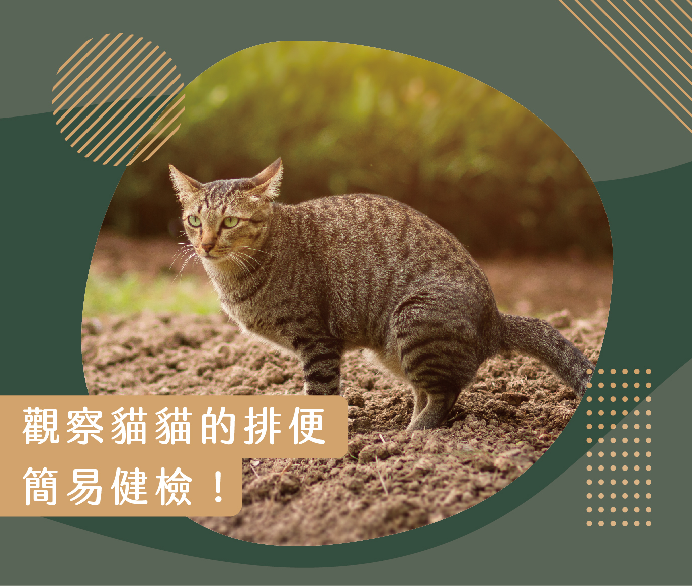 觀察貓咪的排便