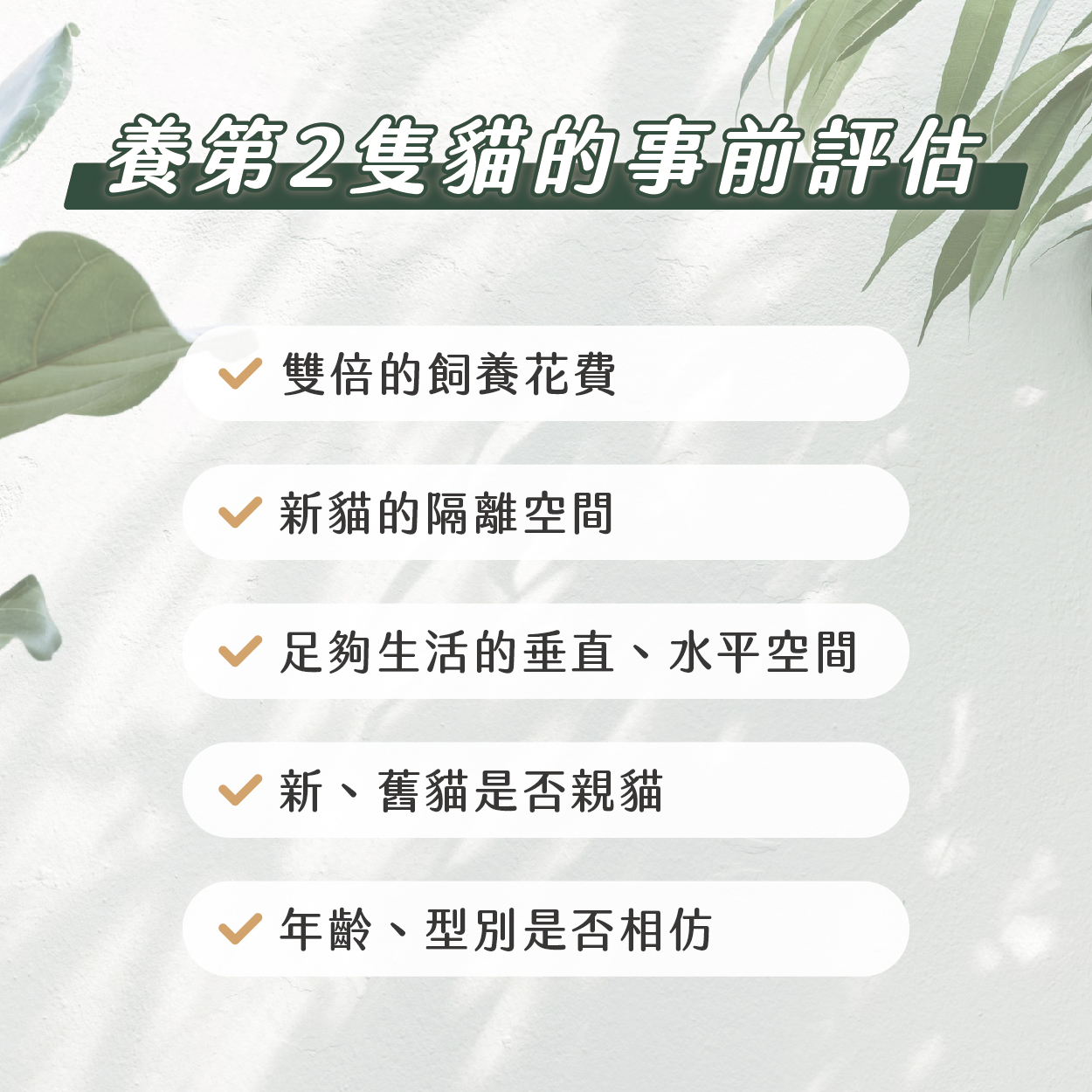 養第二隻貓的事前評估列表