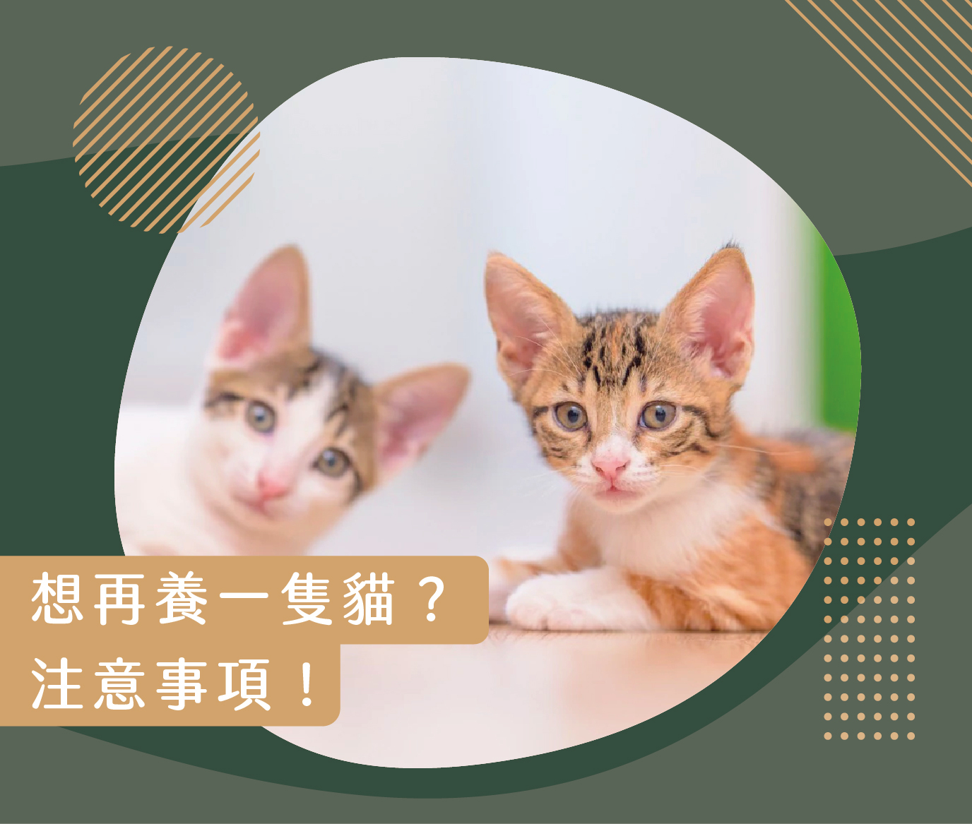養第二隻貓的事前評估