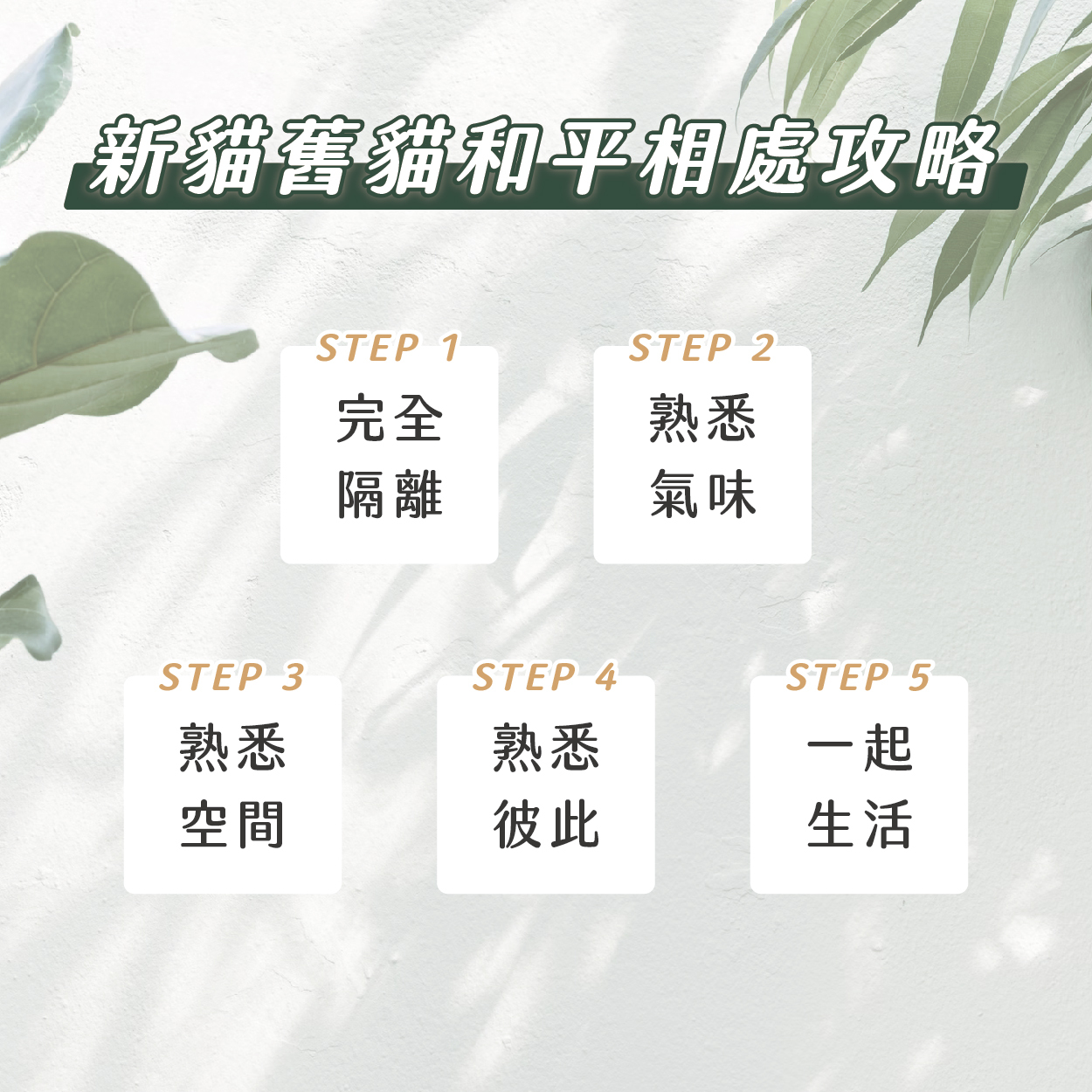 新貓舊貓和平相處