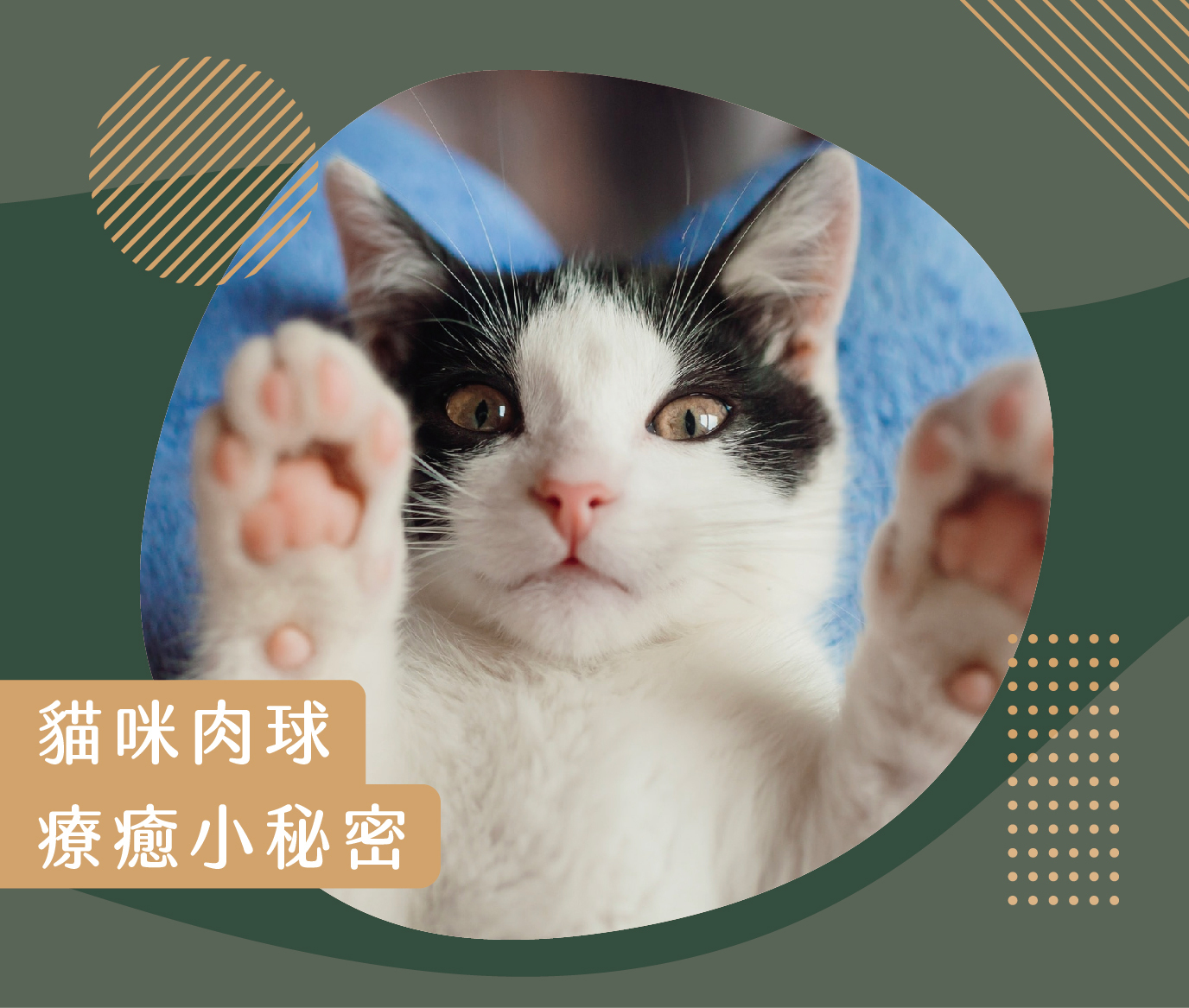 貓咪肉球的療癒小秘密