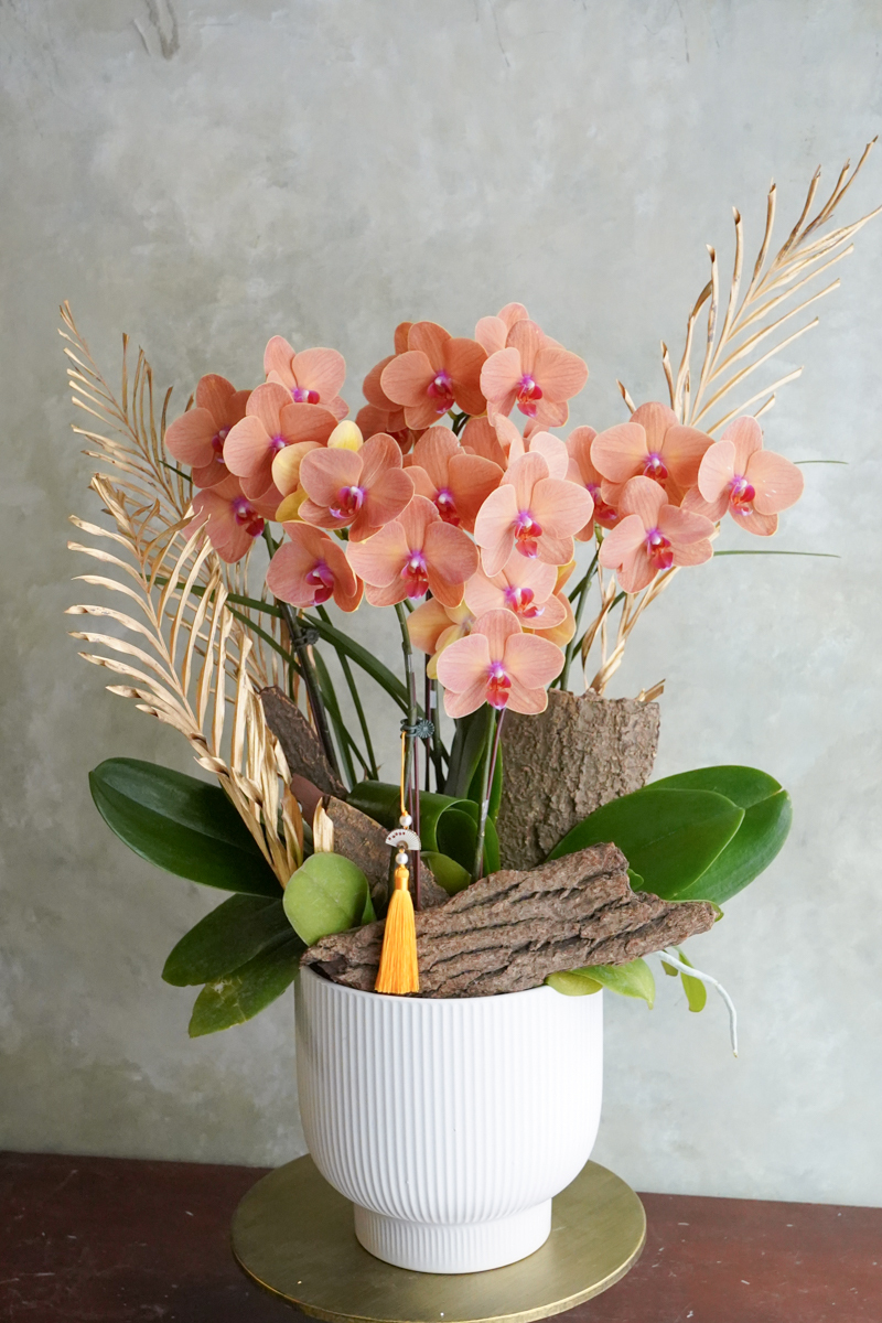 橘色蘭花,象徵局勢大好,心想事成,蝴蝶蘭推薦台北